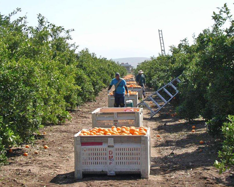 Workers picking oranges